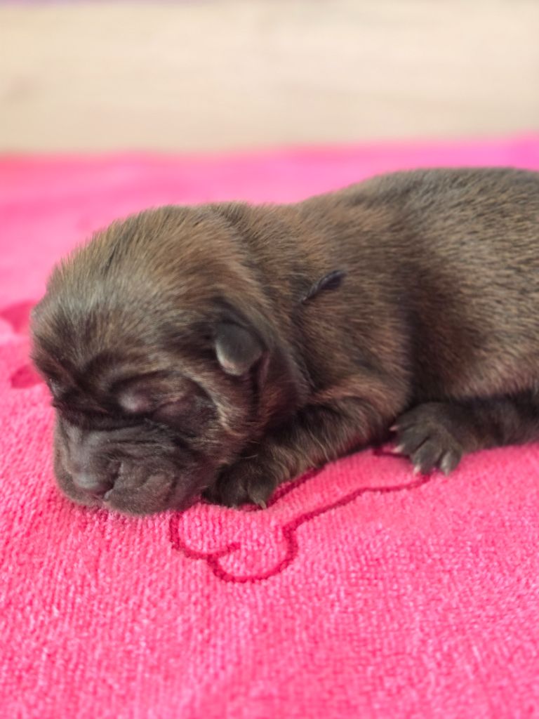 des Pantoufles d'Amour - Chiots disponibles - Chow Chow