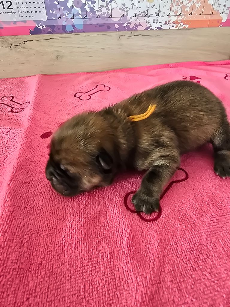 des Pantoufles d'Amour - Chiots disponibles - Chow Chow