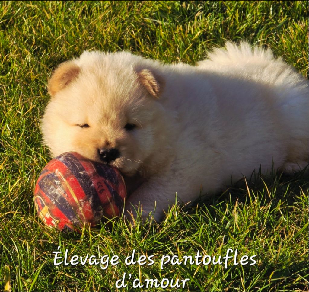 des Pantoufles d'Amour - Chiots disponibles - Chow Chow