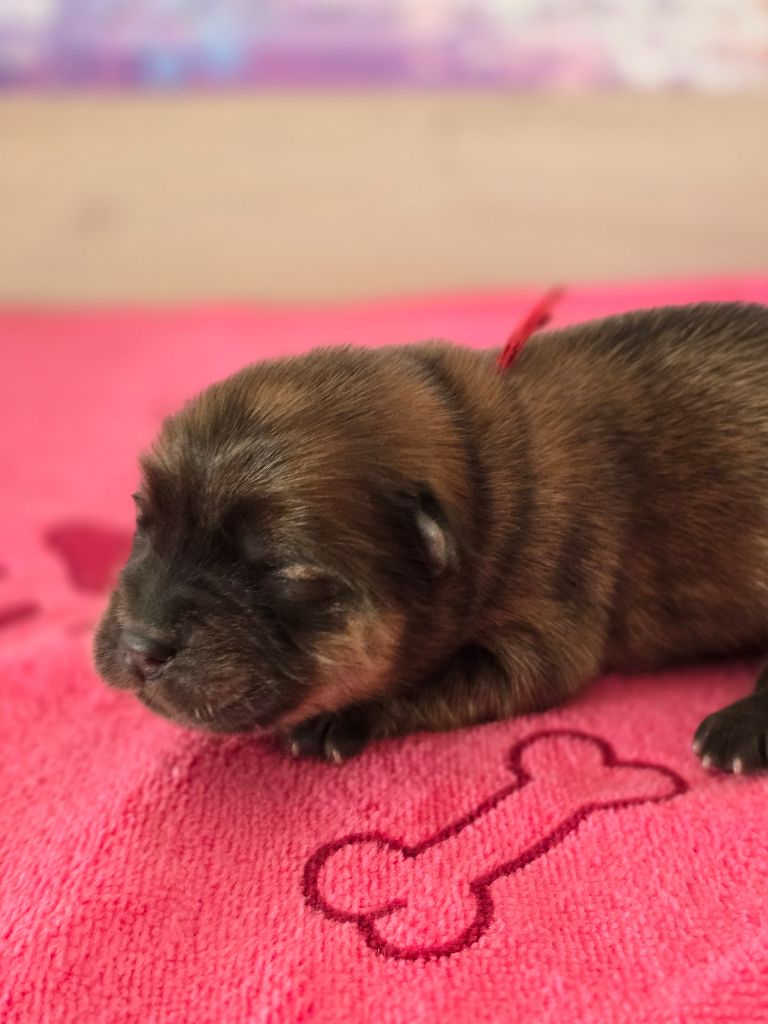 des Pantoufles d'Amour - Chiots disponibles - Chow Chow