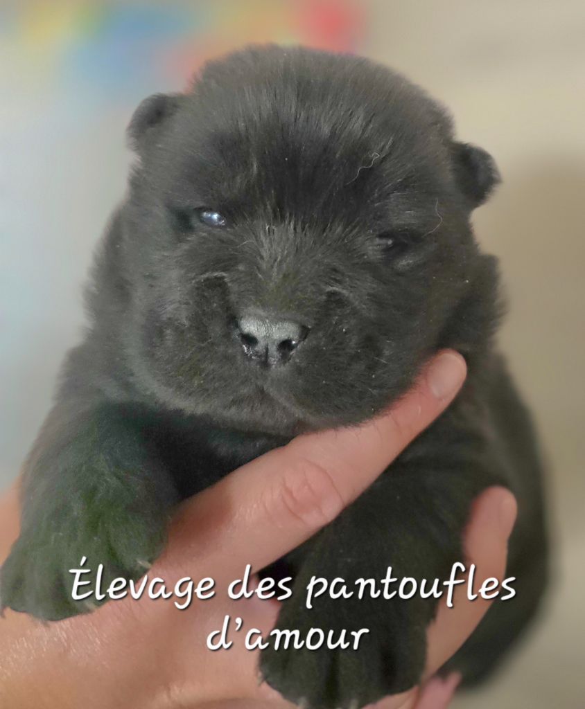 des Pantoufles d'Amour - Chiots disponibles - Chow Chow