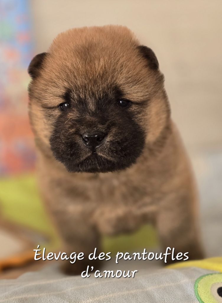 des Pantoufles d'Amour - Chiots disponibles - Chow Chow