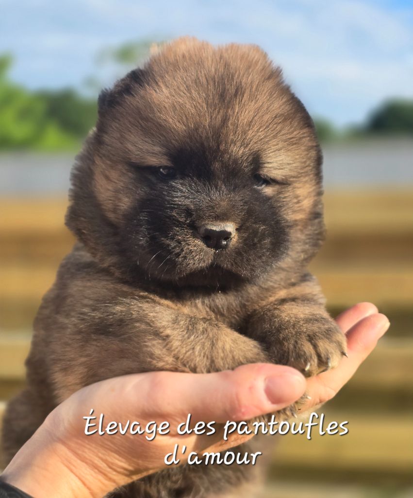 des Pantoufles d'Amour - Chiots disponibles - Chow Chow