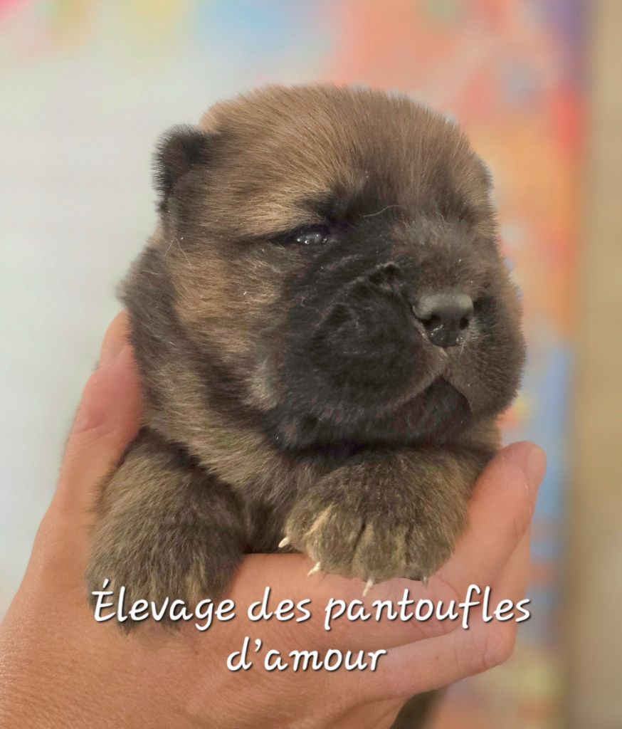 des Pantoufles d'Amour - Chiots disponibles - Chow Chow