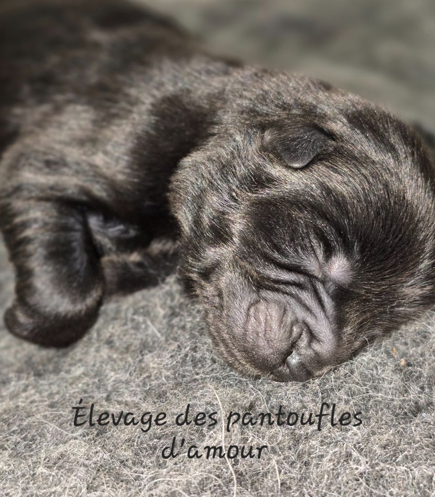des Pantoufles d'Amour - Chiots disponibles - Chow Chow