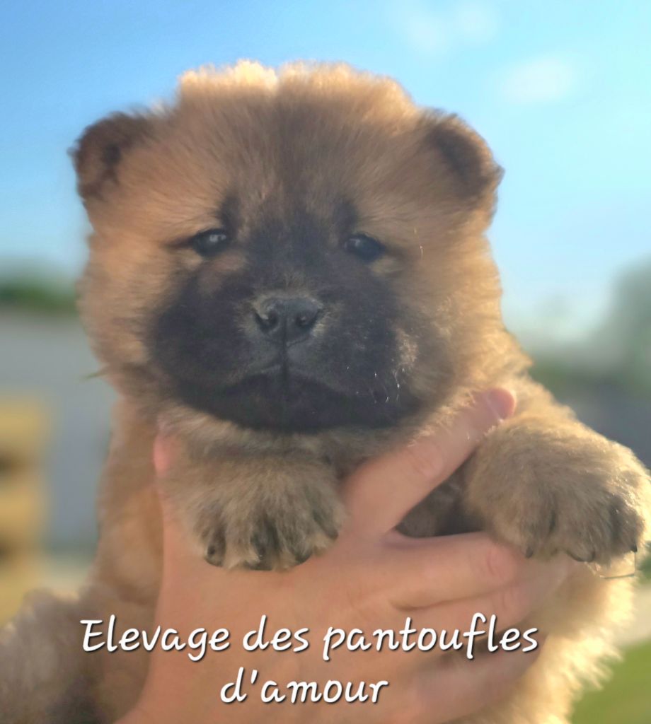 des Pantoufles d'Amour - Chiots disponibles - Chow Chow