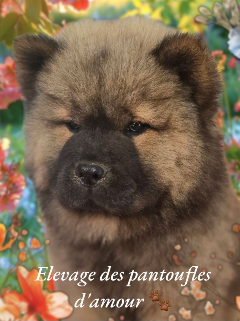 des Pantoufles d'Amour - Chiots disponibles - Chow Chow