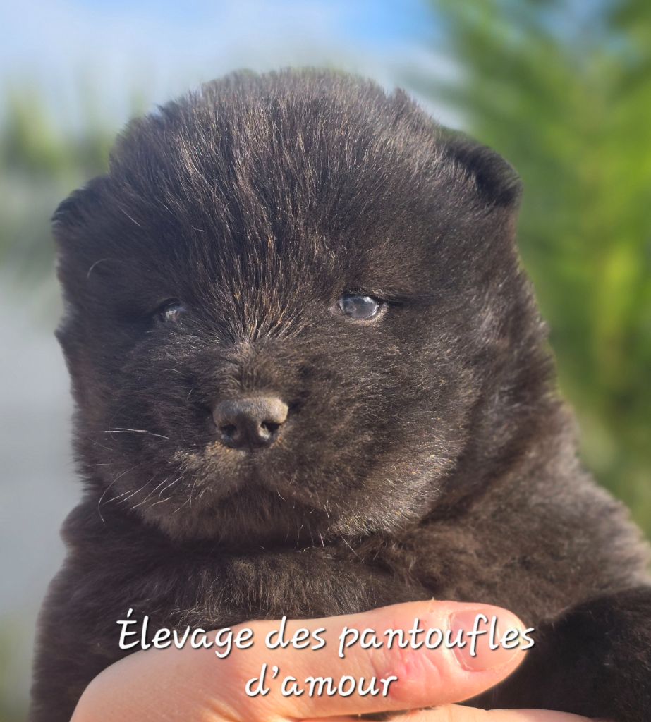 des Pantoufles d'Amour - Chiots disponibles - Chow Chow