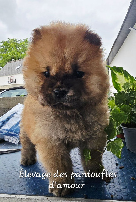 CHIOT