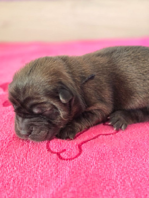 CHIOT