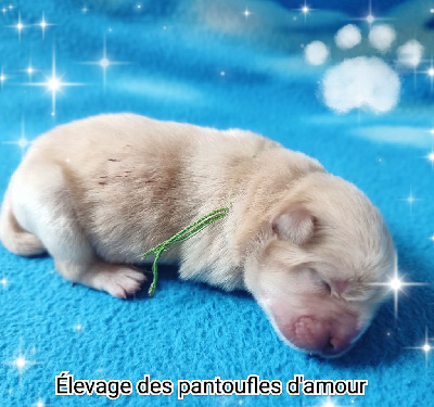 CHIOT