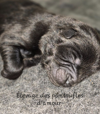 CHIOT
