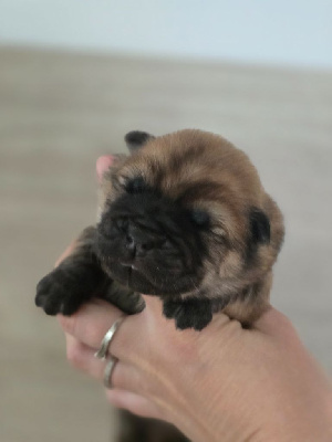 CHIOT