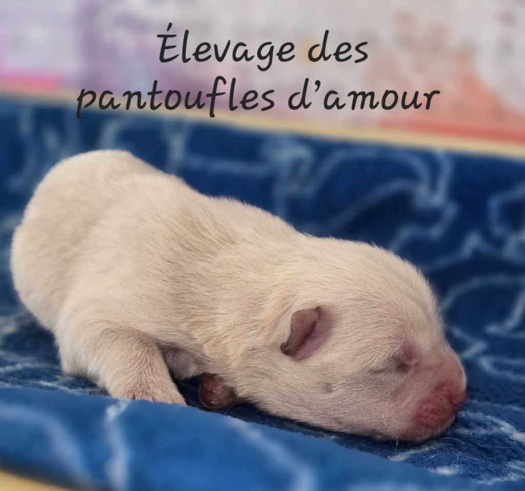 des Pantoufles d'Amour - Chiots disponibles - Chow Chow
