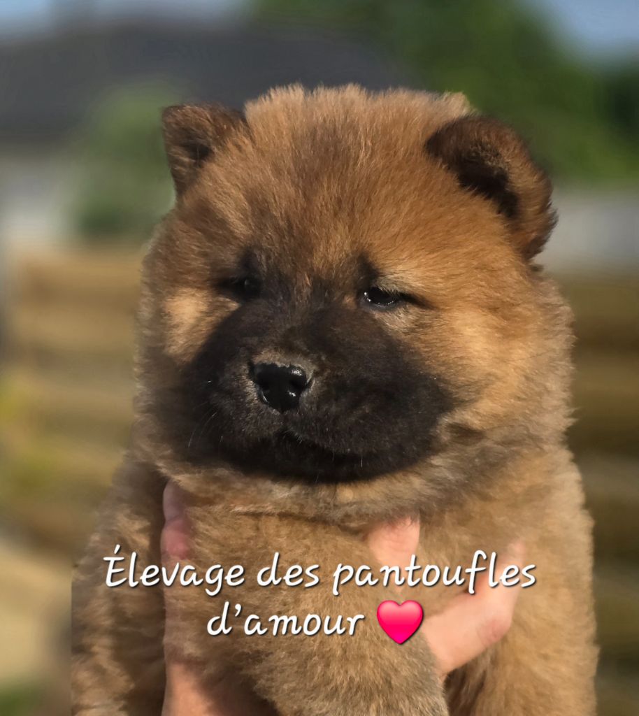 des Pantoufles d'Amour - Chiots disponibles - Chow Chow