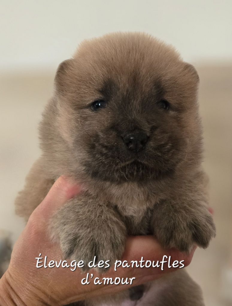 des Pantoufles d'Amour - Chiots disponibles - Chow Chow