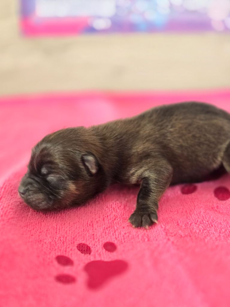 des Pantoufles d'Amour - Chiots disponibles - Chow Chow