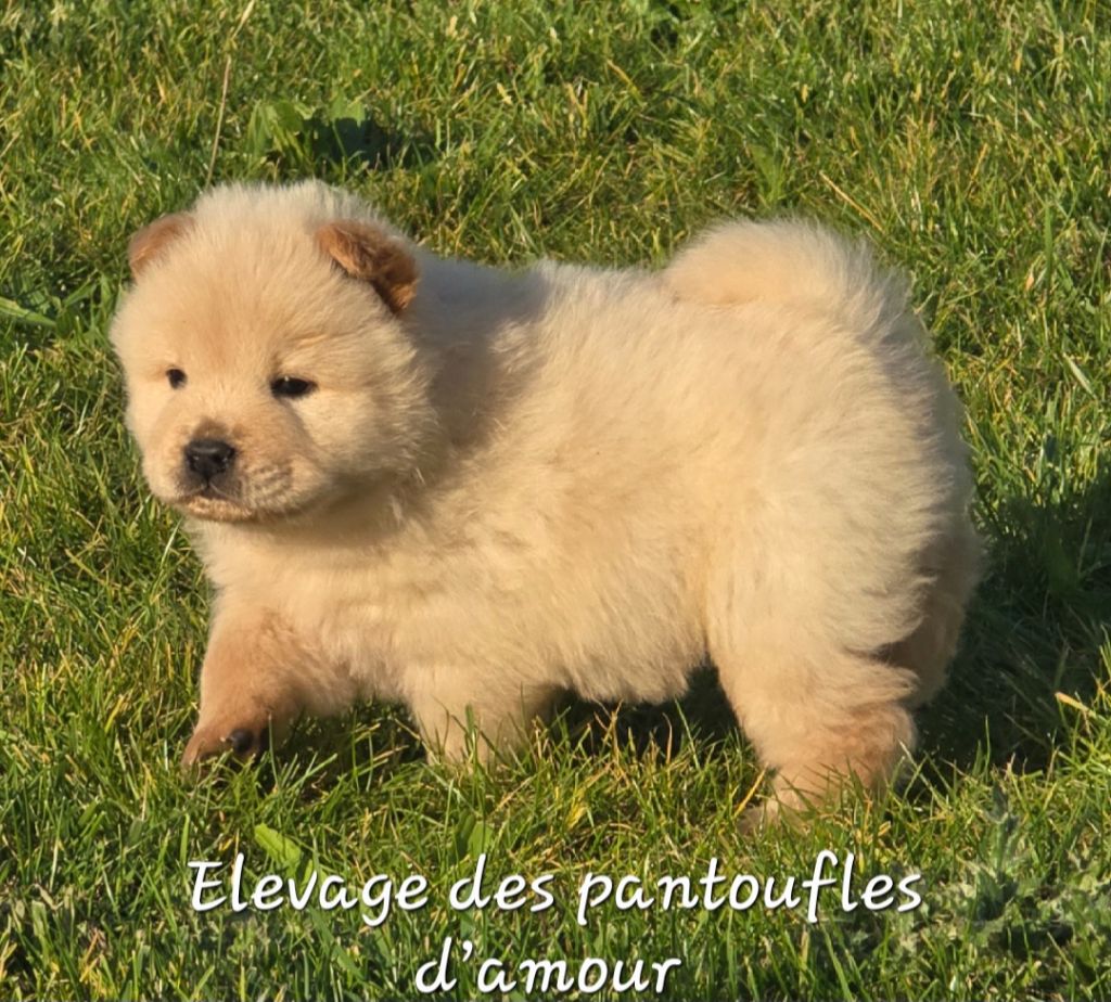 des Pantoufles d'Amour - Chiots disponibles - Chow Chow