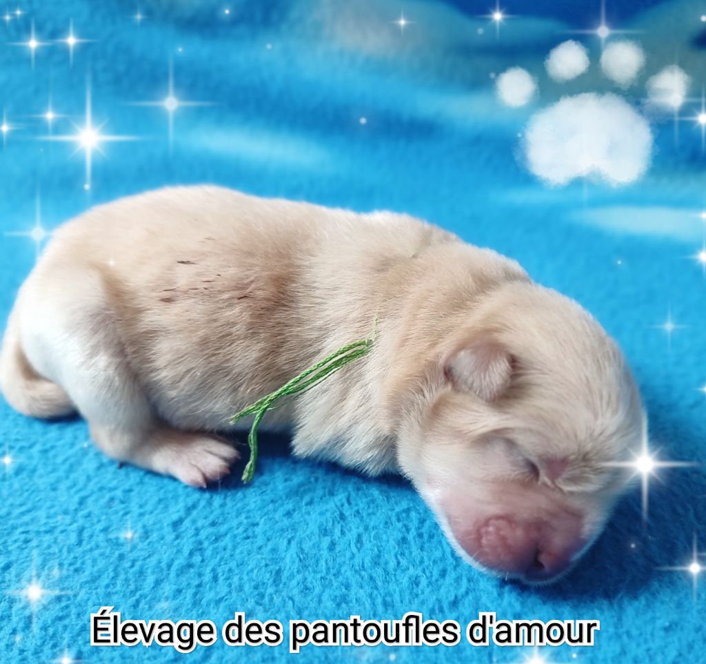 des Pantoufles d'Amour - Chiots disponibles - Chow Chow
