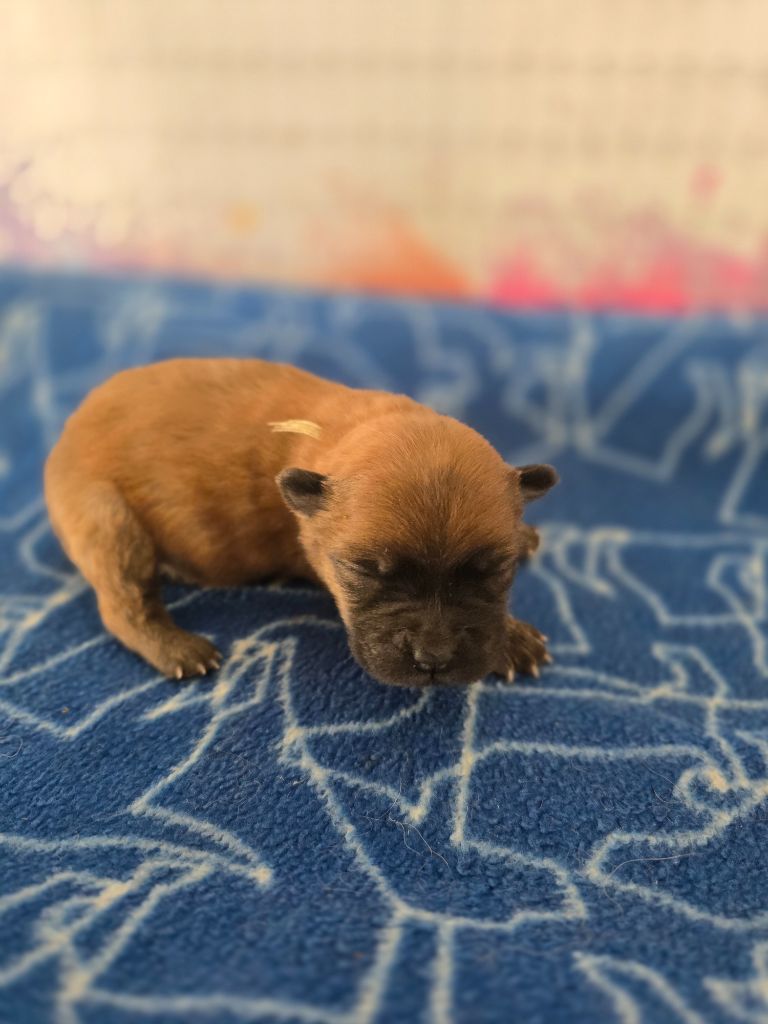 des Pantoufles d'Amour - Chiots disponibles - Chow Chow