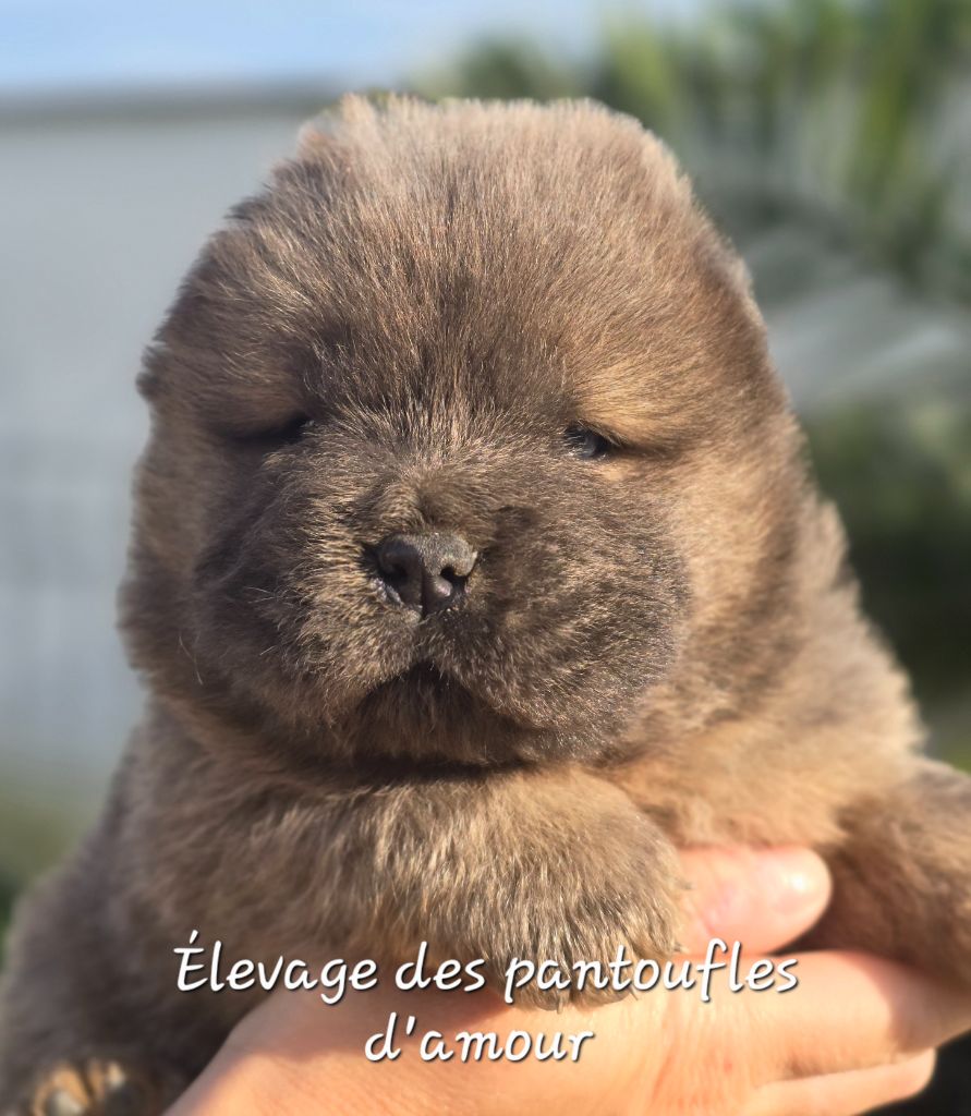 des Pantoufles d'Amour - Chiots disponibles - Chow Chow