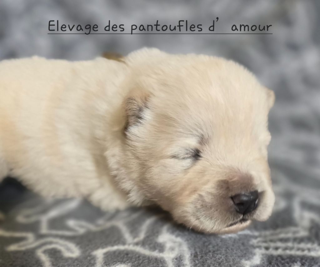 des Pantoufles d'Amour - Chiots disponibles - Chow Chow