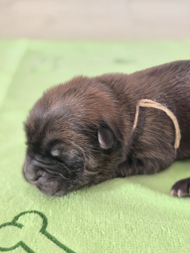des Pantoufles d'Amour - Chiots disponibles - Chow Chow