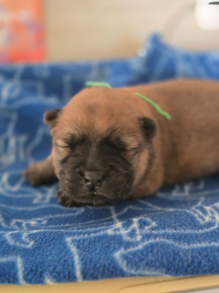 des Pantoufles d'Amour - Chiots disponibles - Chow Chow