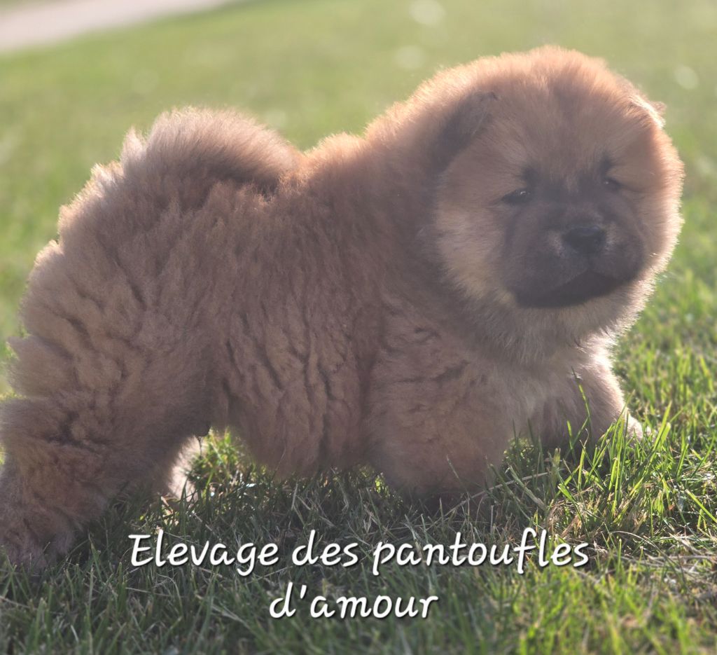 des Pantoufles d'Amour - Chiots disponibles - Chow Chow