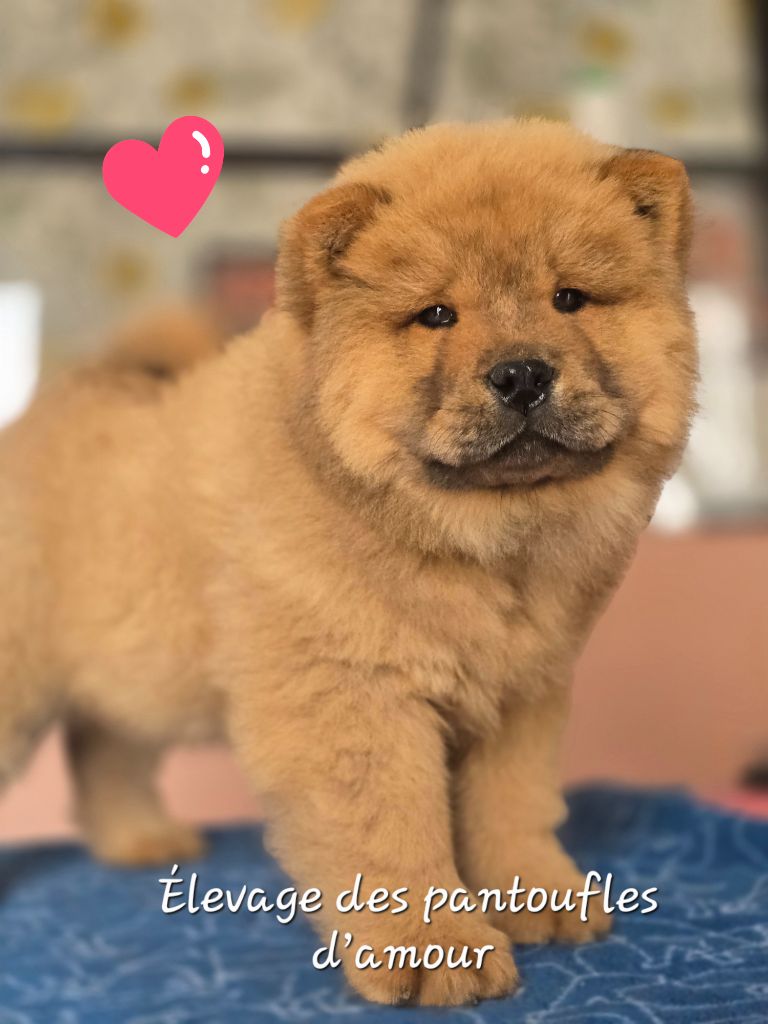 des Pantoufles d'Amour - Chiots disponibles - Chow Chow