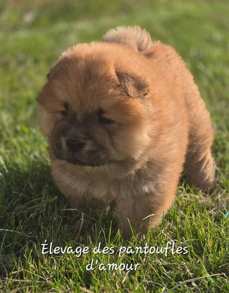 des Pantoufles d'Amour - Chiots disponibles - Chow Chow