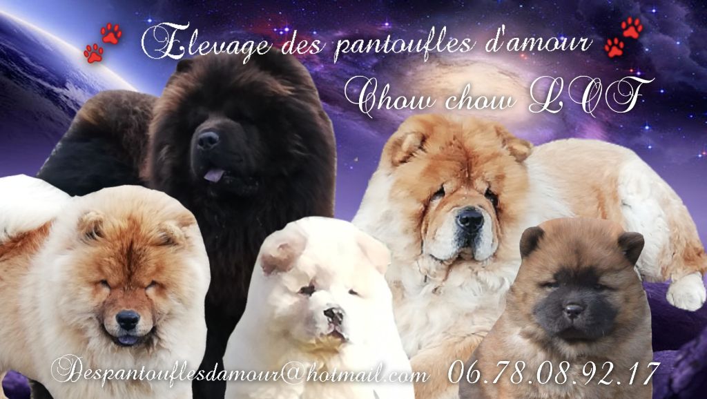Elevage De Chow Chow